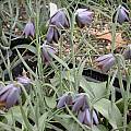 Fritillaria ehrhartii, Jane McGary [Shift+click to enlarge, Click to go to wiki entry]