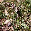 Fritillaria elwesii, John Lonsdale