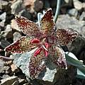 Fritillaria falcata, Mary Gerritsen [Shift+click to enlarge, Click to go to wiki entry]