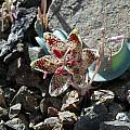Fritillaria falcata, Mary Gerritsen