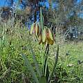 Fritillaria graeca, Stavros Apostolou, iNaturalist, CC BY-NC [Shift+click to enlarge, Click to go to wiki entry]