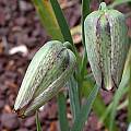 Fritillaria gussichiae, John Lonsdale [Shift+click to enlarge, Click to go to wiki entry]