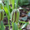 Fritillaria amana, syn. Fritillaria hermonis ssp. amana, Arnold Trachtenberg [Shift+click to enlarge, Click to go to wiki entry]
