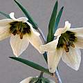 Fritillaria karelinii, Ian Young [Shift+click to enlarge, Click to go to wiki entry]