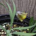 Fritillaria kurdica, Mary Sue Ittner