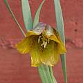 Fritillaria kurdica, Mary Sue Ittner