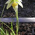 Fritillaria liliacea, Mary Sue Ittner [Shift+click to enlarge, Click to go to wiki entry]