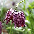 Fritillaria meleagris, Arnold Trachtenberg [Shift+click to enlarge, Click to go to wiki entry]