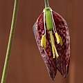 Fritillaria meleagris, David Pilling