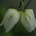 Fritillaria meleagris two flowers, David Pilling
