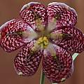 Fritillaria meleagris, David Pilling