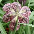 Fritillaria meleagris, David Pilling