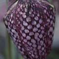 Fritillaria meleagris, David Pilling