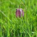 Fritillaria meleagris, 5th May 2013, Iffley Meadows, Oxford, UK, Laurence Hill