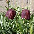 Fritillaria meleagris ssp. burnatii, Ian Young [Shift+click to enlarge, Click to go to wiki entry]