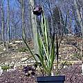 Fritillaria meleagroides, John Lonsdale [Shift+click to enlarge, Click to go to wiki entry]