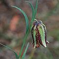 Fritillaria messanensis, Mary Sue Ittner [Shift+click to enlarge, Click to go to wiki entry]