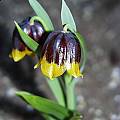 Fritillaria michailovskyi, Arnold Trachtenberg [Shift+click to enlarge, Click to go to wiki entry]