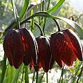 Fritillaria montana, Ian Young [Shift+click to enlarge, Click to go to wiki entry]