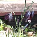 Fritillaria obliqua, Jane McGary [Shift+click to enlarge, Click to go to wiki entry]