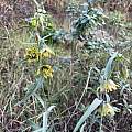 Fritillaria ojaiensis, Gridley Trail, Lisa Meeker
