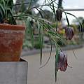 Fritillaria orientalis, Laurence Hill