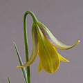 Fritillaria pinardii, Ian Young [Shift+click to enlarge, Click to go to wiki entry]