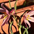 Fritillaria pluriflora, Bob Werra [Shift+click to enlarge, Click to go to wiki entry]