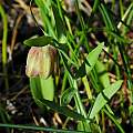Fritillaria pontica, Mary Sue Ittner