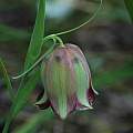 Fritillaria pontica, Mary Sue Ittner [Shift+click to enlarge, Click to go to wiki entry]