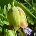 Fritillaria pontica, Mary Sue Ittner [Shift+click to enlarge, Click to go to wiki entry]