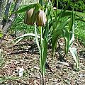 Fritillaria sp., Mark McDonough [Shift+click to enlarge, Click to go to wiki entry]