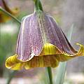 Fritillaria pyrenaica, robust form, John Lonsdale [Shift+click to enlarge, Click to go to wiki entry]