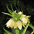 Fritillaria raddeana, Strybing Arboretum, Nhu Nguyen [Shift+click to enlarge, Click to go to wiki entry]