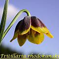 Fritillaria rhodocanakis, Bill Dijk