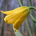 Fritillaria rixii, John Lonsdale
