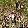 Fritillaria roderickii, Bob Rutemoeller [Shift+click to enlarge, Click to go to wiki entry]
