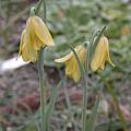 Fritillaria sibthorpiana, Jane McGary [Shift+click to enlarge, Click to go to wiki entry]