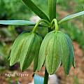 Fritillaria straussii, Sajad Alipour [Shift+click to enlarge, Click to go to wiki entry]