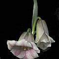 Fritillaria striata, Bob Werra [Shift+click to enlarge, Click to go to wiki entry]