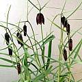 Fritillaria tenella (montana), Ian Young