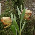 Fritillaria tubiformis, Jim McKenney