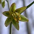 Fritillaria viridea, John Lonsdale [Shift+click to enlarge, Click to go to wiki entry]