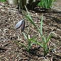 Fritillaria wabuensis, Mark McDonough [Shift+click to enlarge, Click to go to wiki entry]