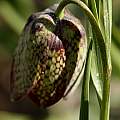 Fritillaria whittallii, Michael J. Campbell [Shift+click to enlarge, Click to go to wiki entry]