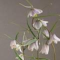 Fritillaria yuminensis, Ian Young