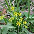 Gagea lutea, not fully open on a cloudy day, Martin Bohnet