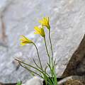 Gagea minutiflora, Oron Peri