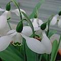 Galanthus 'Otto Fauser', Lyn Edwards