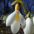 Galanthus plicatus 'Wendy's Gold', John Lonsdale